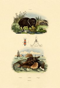 Collared Peccary by French School